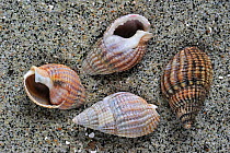 Netted dog whelk (Nassarius reticulatus / Hinia reticulata) shells on beach, Normandy, France