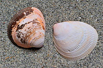 Smooth / Norway cockle (Laevicardium crassum) shells on beach, Brittany, France
