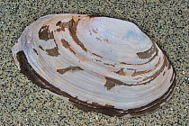 Common Otter shell / European Otter clam (Lutraria lutraria) on beach, Brittany, France