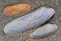 Pholadidae on beach showing Common piddock (Pholas dactylus), American piddock (Petricola pholadiformis) and White piddock (Barnea candida) shells, Normandy, France