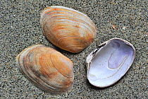 Pullet carpet shell (Venerupis senegalensis) on beach, Belgium