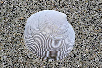 Rayed artemis (Dosinia exoleta) shell on beach, Normandy, France