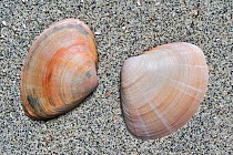Rayed trough shells (Mactra stultorum cinerea / Mactra corallina cinerea) on beach, Belgium