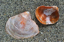 Saddle oyster / Jingle shell (Anomia ephippium) on beach, Brittany, France