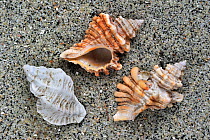 Sting winkle / Oyster drill / Hedgehog Murex (Ocenebra erinacea) shells on beach, Brittany, France