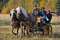 Horse drawn wagon at drag hunting demonstration in autumn, Belgium October 2011