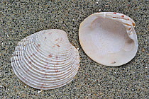 Warty venus (Venus verrucosa) shells on beach, Brittany, France