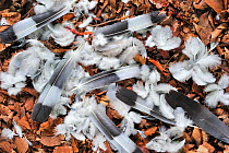 Wood pigeon (Columba palumbus) remains showing feathers on the forest floor, Belgium