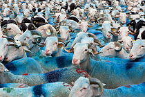 Trashumancia / seasonal migration, close up of large group of livestock, French Pryrenees, Spain, June 2011.