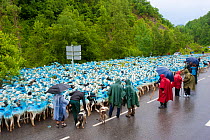Trashumancia / seasonal migration of livestock, shepherds moving livestock along the road from one area to another for summer grazing, French Pryrenees, Spain, June 2011.