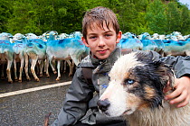 Trashumancia / seasonal migration of livestock with young boy and his sheepdog in the foreground, French Pryrenees, Spain, June 2011.