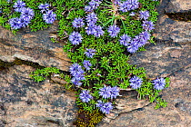 Tiny creeper (Globularia repens) in flower on rock Pyrenees, France, June 2011.
