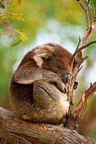 Koala (Phascolarctos cinereus) curled up sleeping in tree, Great Otway National Park, Victoria State, Australia.