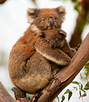 Koala (Phascolarctos cinereus) with young in tree, Great Otway National Park, Victoria State, Australia.