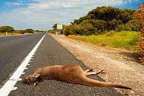 Red Kangaroo (Macropus rufus) lying dead on the road after being killed by a car, South Australia State, September 2011.