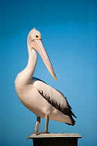 Australian Pelican (Pelecanus conspicillatus) Bay of Shoals, Kingscote, Kangaroo Island, South Australia State, Australia.
