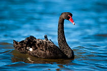 Australian Black Swan (Cygnus atratus) Bay of Shoals, Kingscote, Kangaroo Island, South Australia State, Australia.