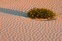 Little Sahara dunes with desert plant flowering, Seal Bay Conservation Park, Kangaroo Island, South Australia State, Australia, September 2011.
