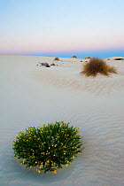 Little Sahara dunes with desert plant flowering at sunset, Seal Bay Conservation Park, Kangaroo Island, South Australia State, Australia, September 2011.