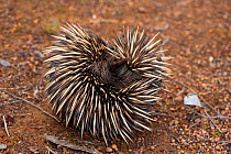 Australian Short-beaked Echidna (Tachyglossus aculeatus) rolled in a ball for protection, Kangaroo Island, South Australia State, Australia.