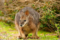 Tammar Wallaby (Macropus eugenii) Kangaroo Island, South Australia State, Australia.