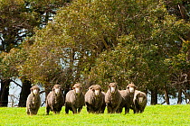 Sheep standing in a row in the countryside, Kangaroo Island, South Australia, Australia, September 2011.