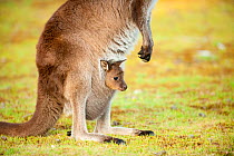 Western Grey Kangaroo (Macropus fuliginosus) mother with joey in pouch, Kangaroo Island, South Australia State, Australia.
