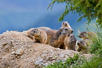 Alpine marmot (Marmota marmota) mother surrounded by young. Austrian Alps, Austria, June.