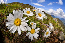 Alpine moon daisy (Leucanthemopsis alpina) on mountainside, fisheye lens. Nordtirol, Austrian Alps, Austria, June.