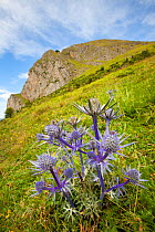 Alpine sea holly (Eryngium Alpinum) in flower, Midi-Pyrenees, Pyrenees, France, August.
