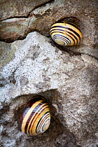 Brown lipped / Grove snail (Cepaea nemoralis) two attached to limestone rock, Peak District National Park, Derbyshire, UK, April.