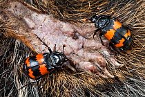 Burying beetles (Nicrophorus investigator) two on dead squirrel foot, Peak District National Park, Derbyshire, UK, September.
