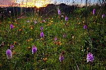 Common spotted orchids (Dactylorhiza fuschii) backlit at sunset, Derbyshire, Peak District National Park, UK, June.