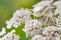 White form of goldenrod crab spider (Misumenia vatia) camouflaged on umbellifer flowers waiting for prey, Midi-Pyrenees, France, August.
