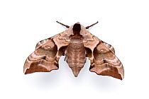 Eyed hawkmoth (Smerinthus ocellatus) photographed on a white background, Surrey, UK.  Sequence 1 of 2.