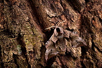 Eyed hawkmoth (Smerinthus ocellatus) camouflaged on tree bark, Surrey, UK.