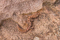 Fat-tailed diplodactylus / gecko (Diplodactylus conspicillatus), camouflaged on rock, New South Wales, Australia.