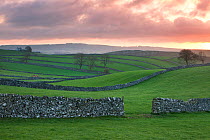 Fields and drystone walls near the village of Litton at sunrise, Peak District National Park, Derbyshire, UK, April.