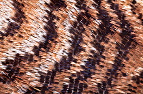 Japanese owl moth (Brahmaea japonica) close up of scales on wing.