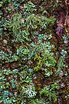 Variety of Lichens growing on tree trunk, Nordtirol, Austrian Alps, Austria, 2300 metres.