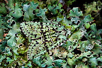 Merveille-du-Jour moth (Dichonia aprilina) camouflaged against lichen, Derbyshire, UK,  October.