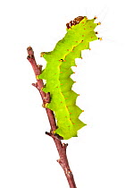 Indian moon / Indian luna moth caterpillar (Actias selene) on twig, photographed against a white background. Captive