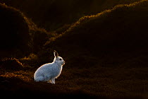 Mountain Hare (Lepus timidus) on moorland with white winter coat, Kinder Scout, Peak District National Park, Derbyshire, UK, February.