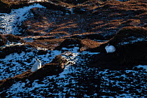 Pair of mountain hares (Lepus timidus) with white winter coats camouflaged amongst patchy snow, Kinder Scout, Peak District National Park, Derbyshire, UK, February.