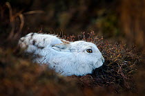 Mountain Hare (Lepus timidus) on moorland with white winter coat, Kinder Scout, Peak District National Park, Derbyshire, UK, February.