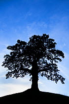 English Oak tree (Quercus robur) silhouetted against a blue sky, Peak District National Park, Derbyshire, UK, October.