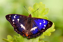 Purple emperor butterfly (Apatura iris) male on English Oak (Quercus robur) leaf basking with wings open, UK, Captive.