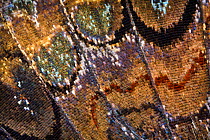 Close-up of scales on underside of Red admiral butterfly wing (Vanessa atalanta), Peak District National Park, Derbyshire, UK, August.