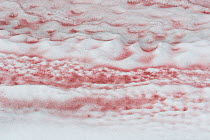 Red algae living just below the surface of snow, known as 'Red Snow'. The red pigment provides protection from ultra-violet light. Austrian Alps, 2800 metres above sea level, June 2009.