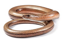 Slow worm (Anguis fragilis) photographed on a white background, Midi-Pyrenees, France, August.
